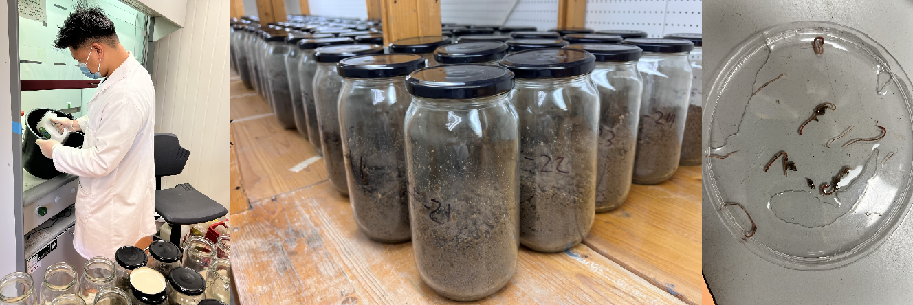 eartworm exp in the picture