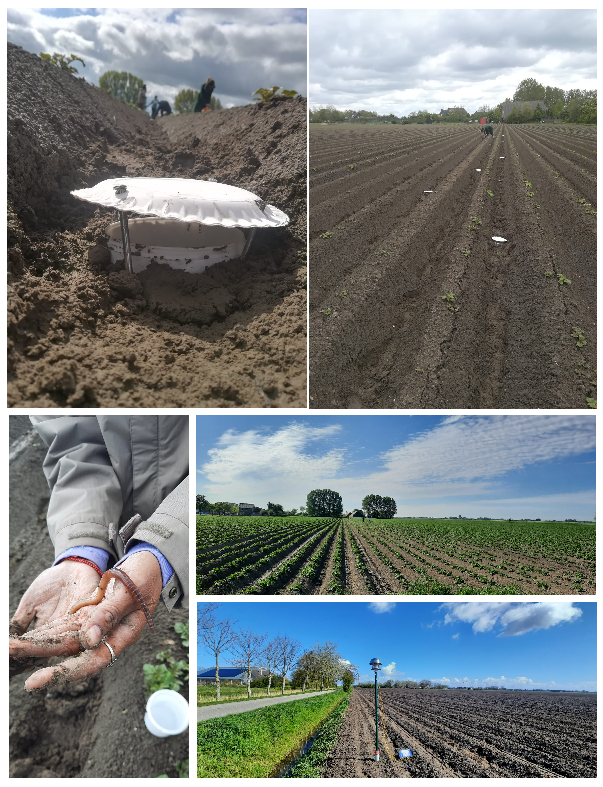 sampling netherlands