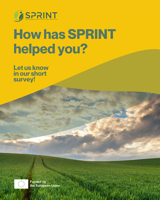 sprint impact survey